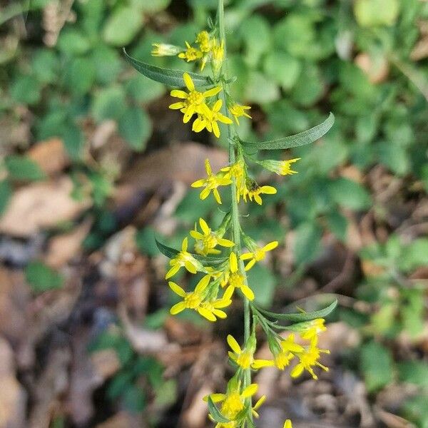 Solidago caesia Flower