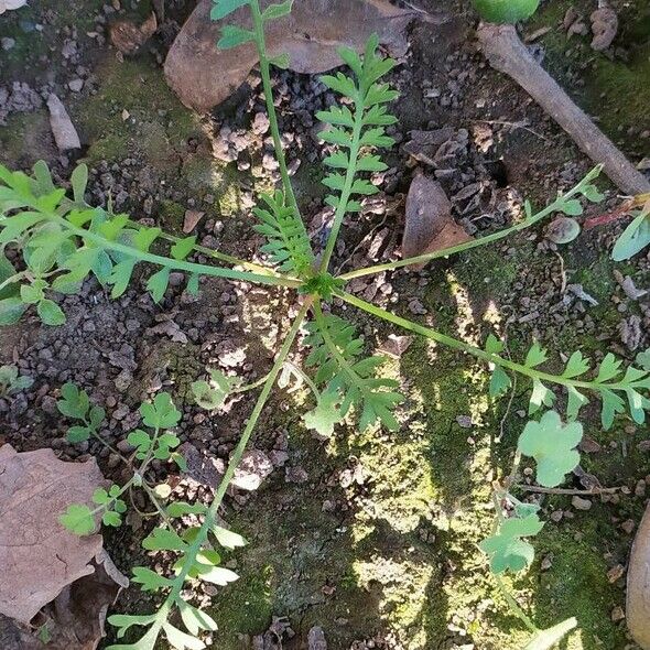 Lepidium didymum برگ