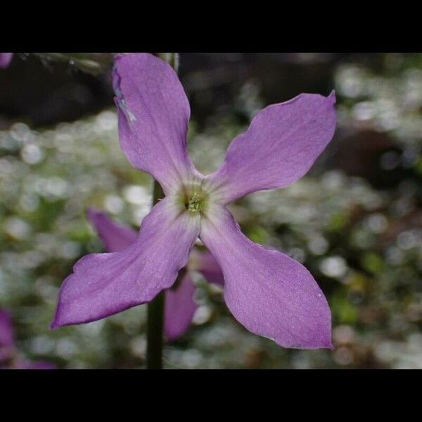 Hesperis laciniata Virág