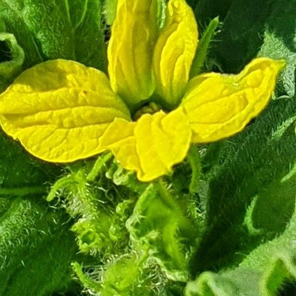 Cucumis engleri Flor