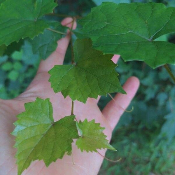 Vitis rotundifolia 葉