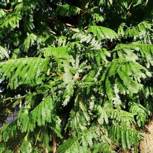 Albizia carbonaria Fuelha