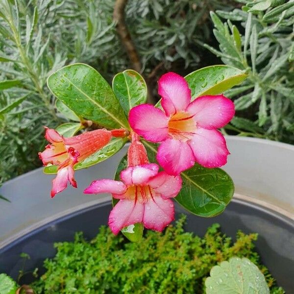 Adenium obesum Žiedas