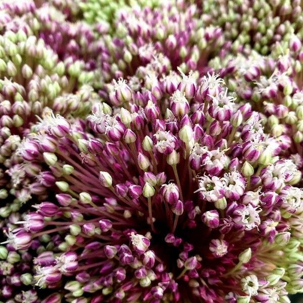 Allium ampeloprasum Bloem