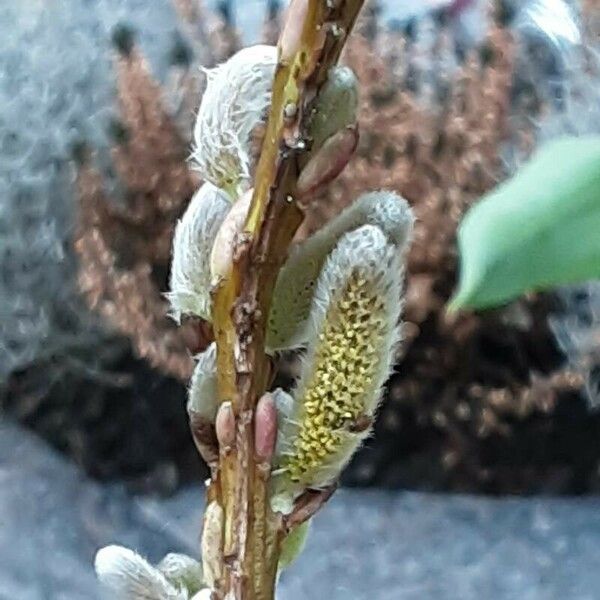 Salix triandra Cvet