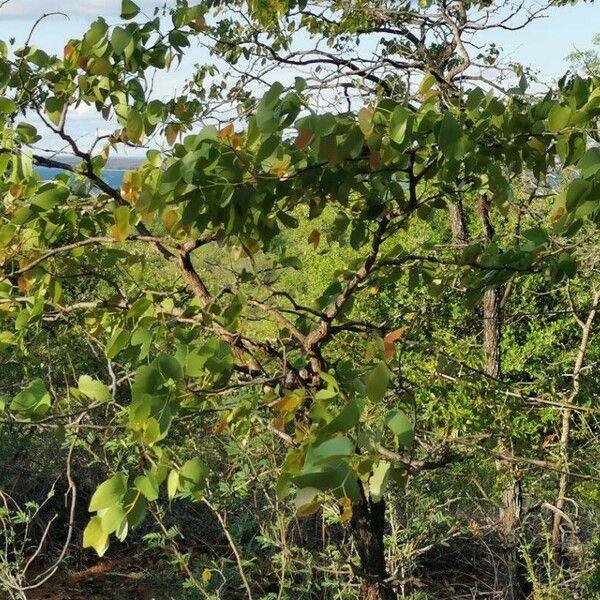 Colophospermum mopane Hábito