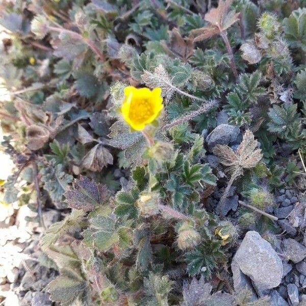 Potentilla crantzii Kvet