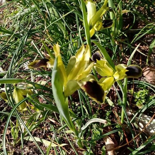 Iris tuberosa Кветка