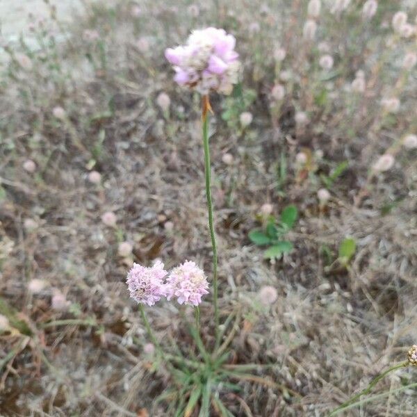 Armeria arenaria Habit