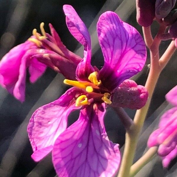 Moricandia moricandioides Flower