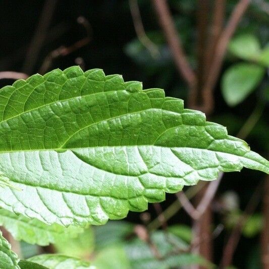 Boehmeria japonica Leaf