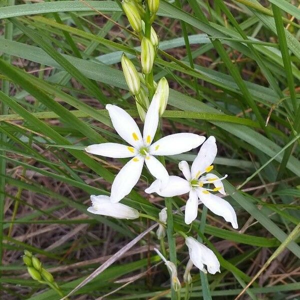 Anthericum liliago Кветка