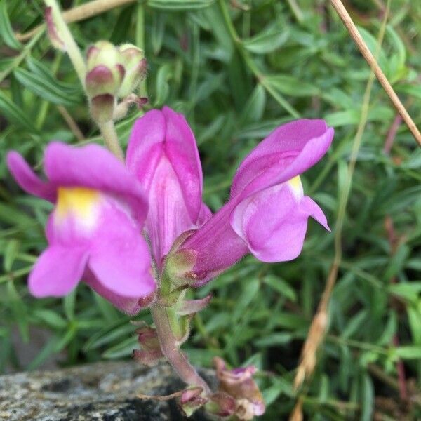 Antirrhinum majus Квітка