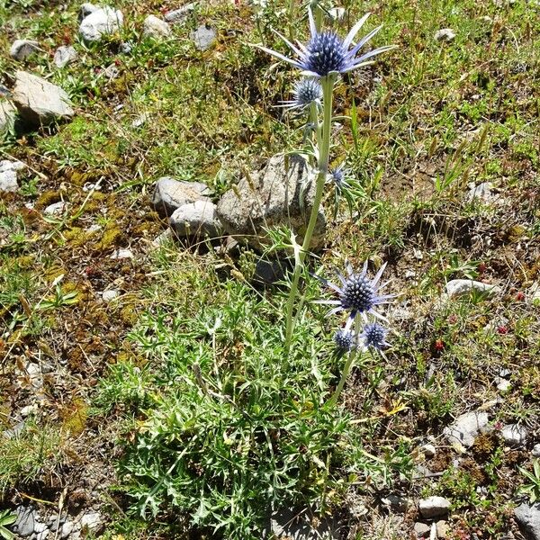 Eryngium bourgatii 整株植物