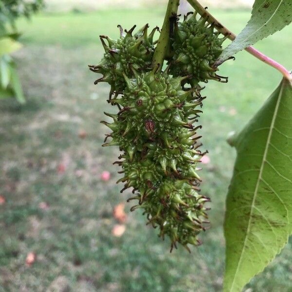 Liquidambar styraciflua Плод