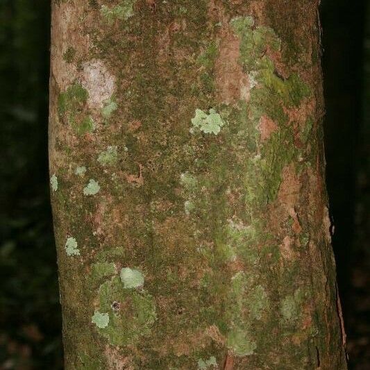 Posoqueria latifolia बार्क (छाल)