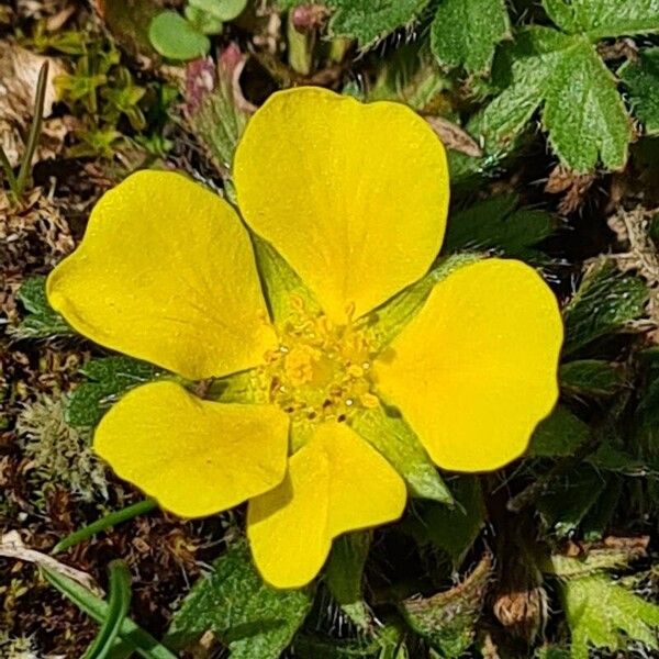 Potentilla crantzii Цветок