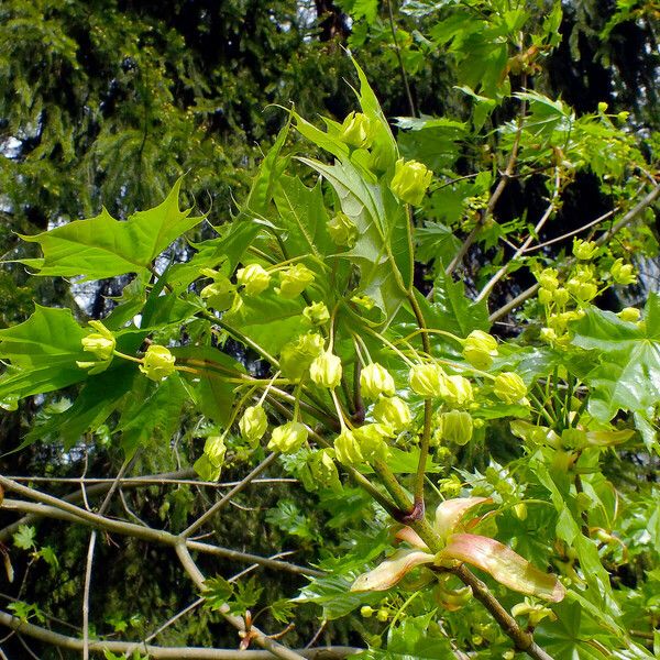 Acer platanoides 花