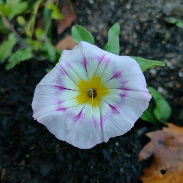 Convolvulus tricolor Kwiat