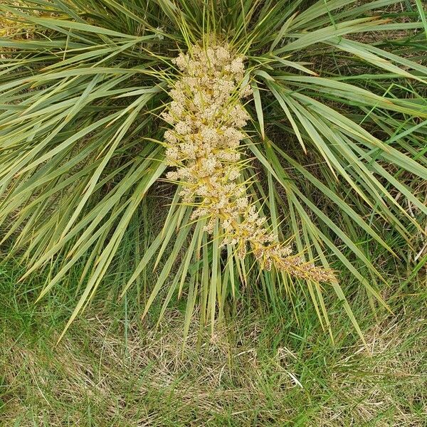 Aciphylla aurea Fleur