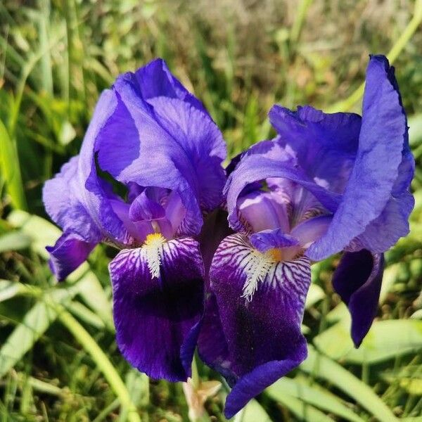 Iris × germanica Çiçek