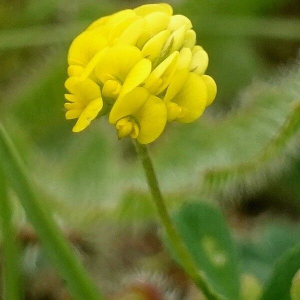 Medicago lupulina Цветок