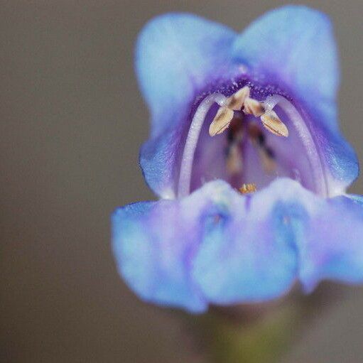 Penstemon leiophyllus Flower