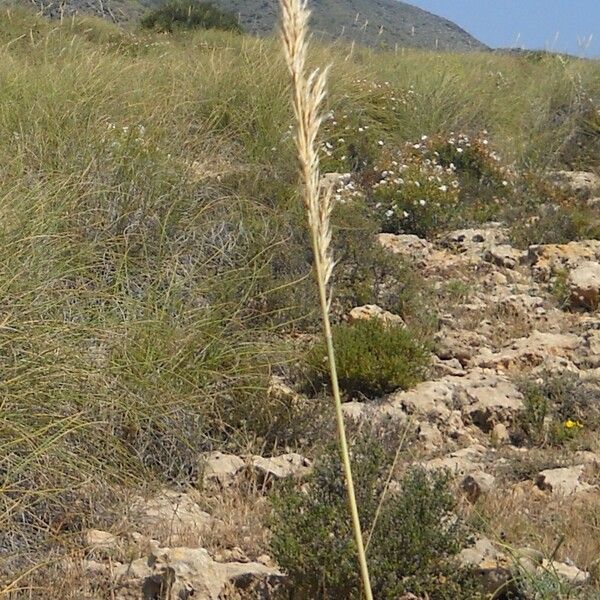 Macrochloa tenacissima Цветок