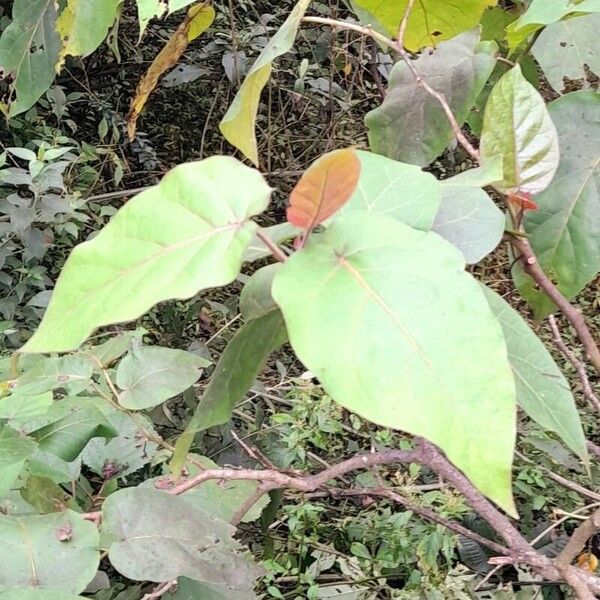 Solanum betaceum Folha