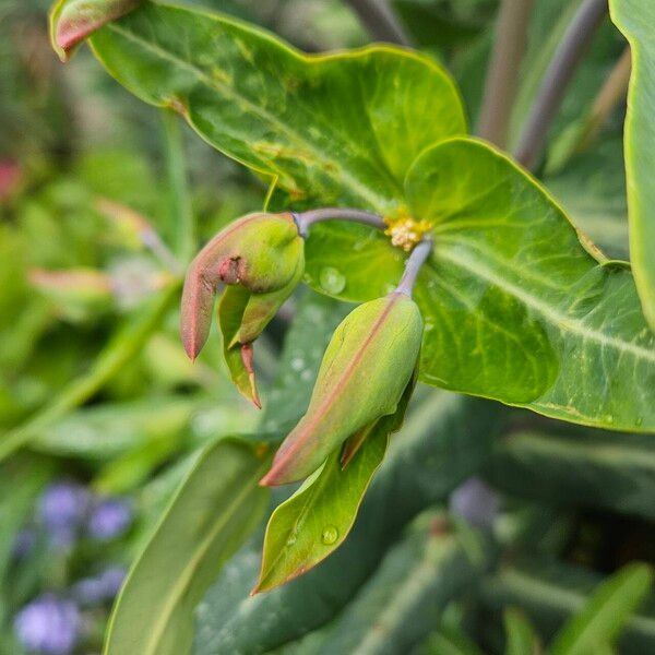 Euphorbia lathyris 其他