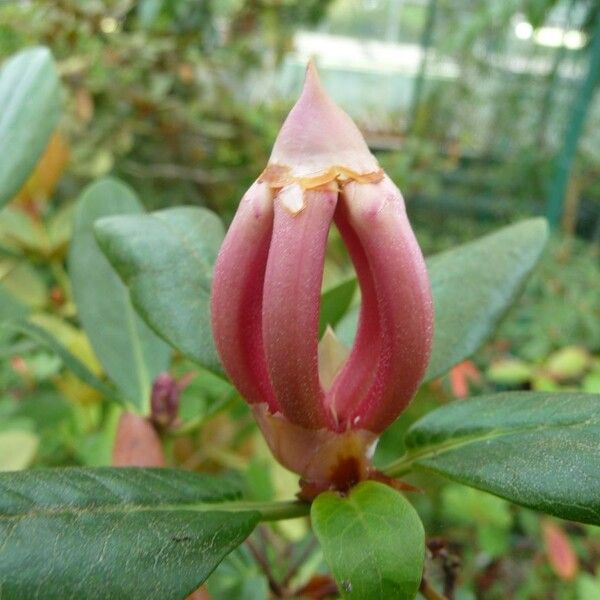 Rhododendron armitii Flor