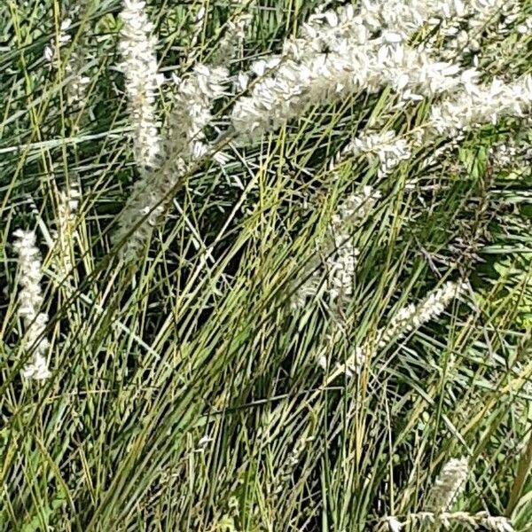 Melica ciliata Habitat