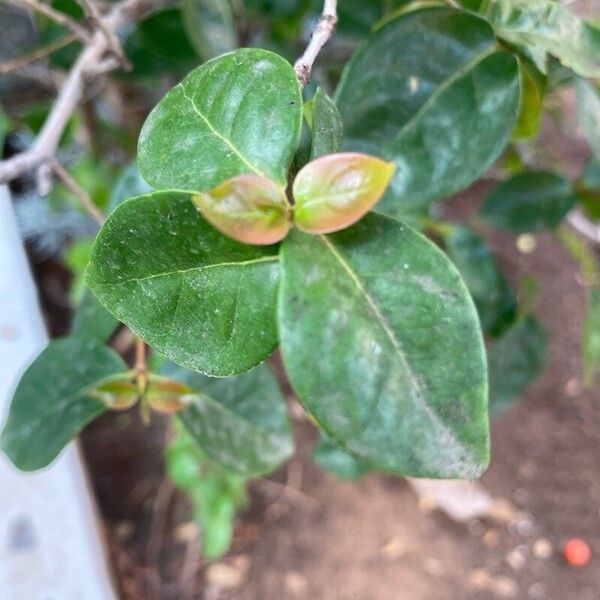 Eugenia uniflora Blatt