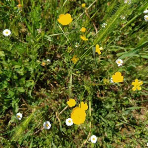 Ranunculus acris Flower