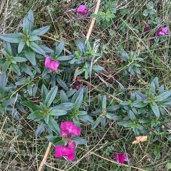 Antirrhinum majus Характер