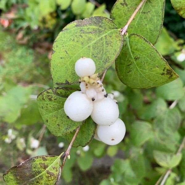 Symphoricarpos albus Fruitua