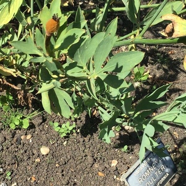 Romneya coulteri Leaf