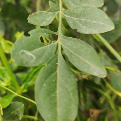 Jasminum grandiflorum Leaf