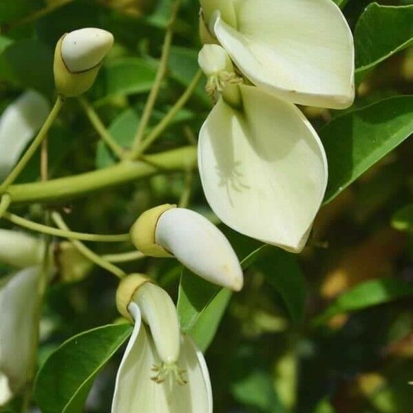 Erythrina crista-galli Õis