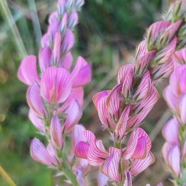 Onobrychis viciifolia Flower