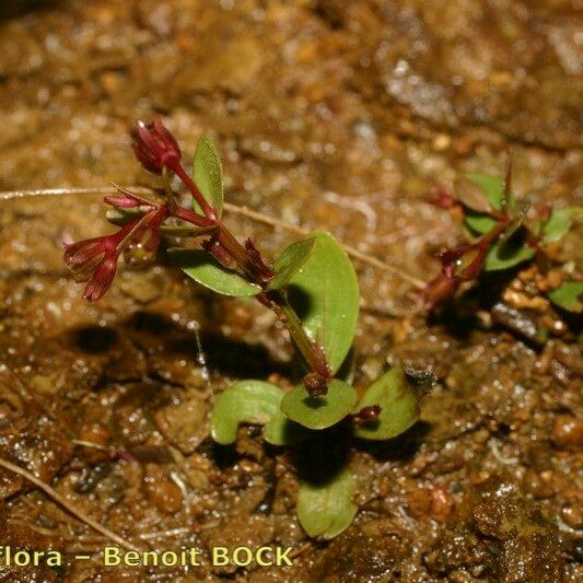 Lindernia procumbens Hábito