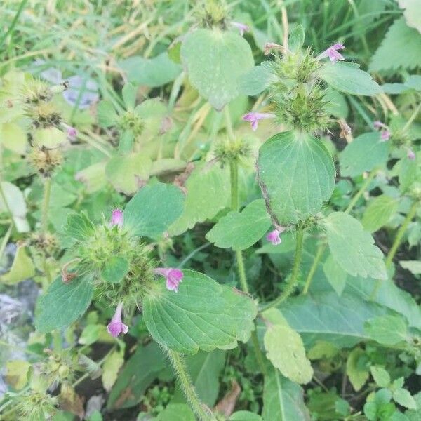 Galeopsis bifida Flor