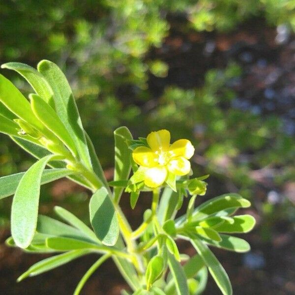 Suriana maritima Flower