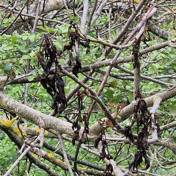 Fraxinus excelsior Frucht