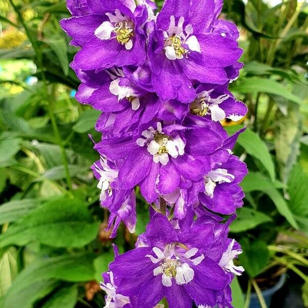 Delphinium elatum Other