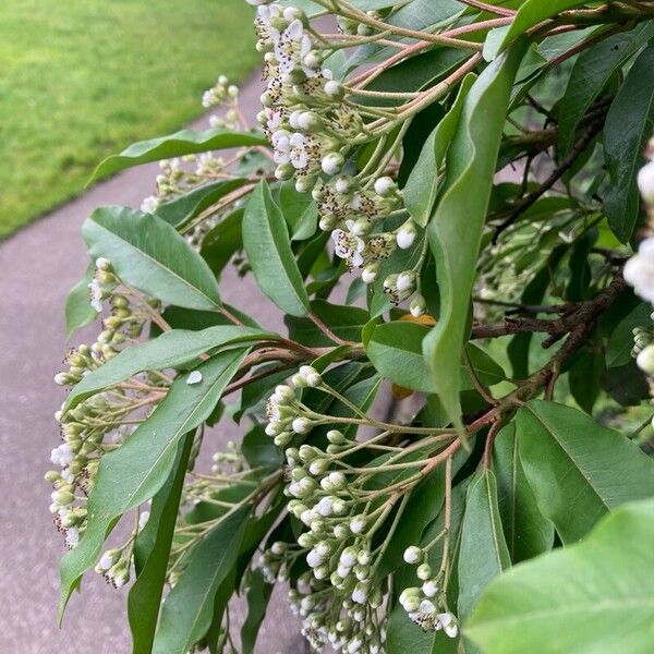 Photinia davidiana 花