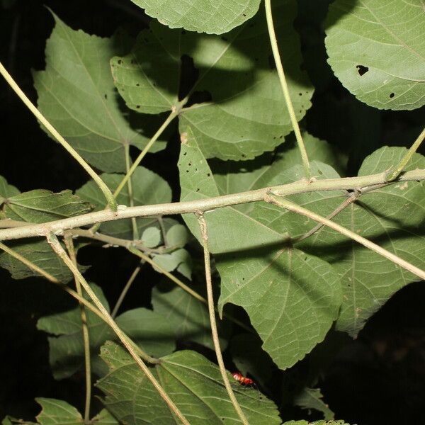 Allosidastrum pyramidatum Blad