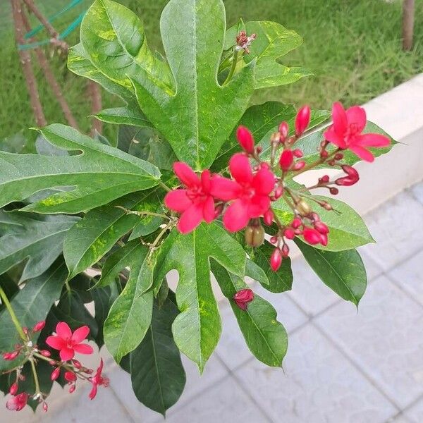 Jatropha integerrima Blomst