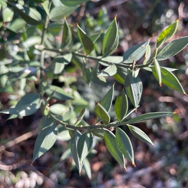 Ruscus aculeatus Lehti