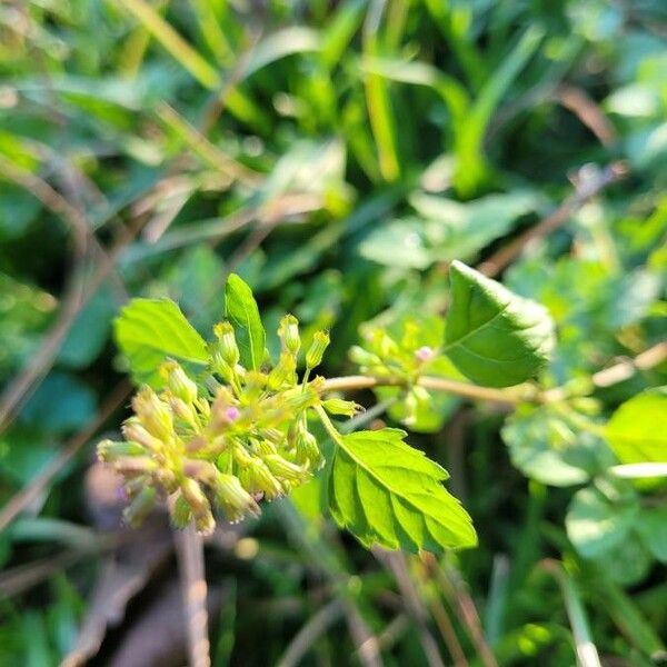 Clinopodium gracile Blomst